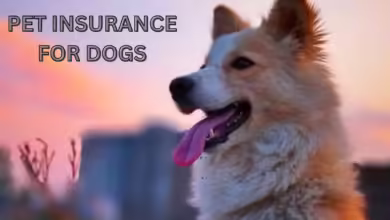 Pet insurance for dogs